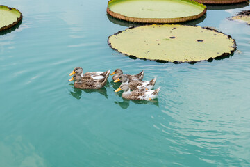 Five ducks swimming in the pond on a sunny day