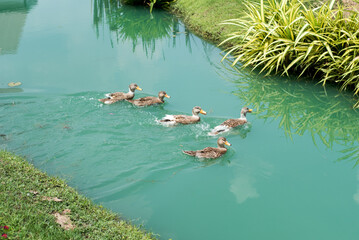 Five ducks swimming in the pond on a sunny day