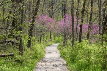 The empty trail in the spring forest on a sunny day.