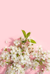 White cherry flowers on pink background. spring season concept. minimal floral composition. copy space. flat lay