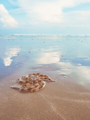 Summer concept from Starfish on the beach with sky reflection sea background. pastel colors.