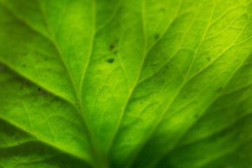 Green spring leaf texture - makro