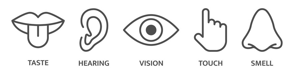 Five senses hear, taste smell, see, feel sight, touch, look vision. Sense sign set. Ear, eye nose, mouth, tongue hand line icons. Sensory perception symbol. Vector illustration