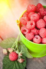 Bucket of fresh raspberries 