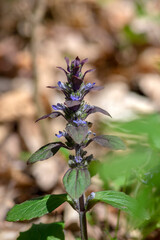 Ajuga reptans blue bugle flowering sprintime plants, group of bugleweed flowers in bloom