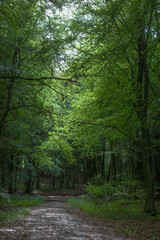 A forest track in woodland on Lambdown Hill, South Downs National Park, West Sussex, England, UK