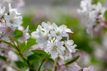 Deutzia gracilis romantic bright white flowering plant, bunch of amazing and beautiful slender flowers on shrub branches