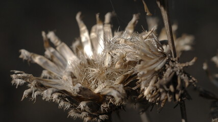 close up of dried flower