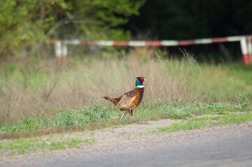 One beautiful male pheasant bird walks in the forest near the roadway.Photography, landscape.