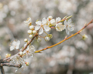 White cherry blossoms on branches