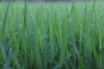 grass and dew