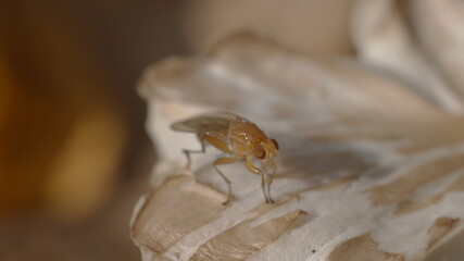 macro of a fly