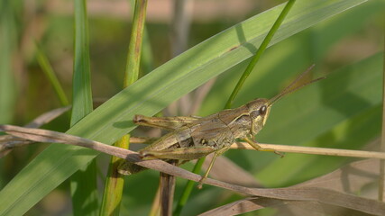 grasshopper on the grass