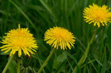 Growing beautiful yellow dandelion flowers on a sunny summer day.