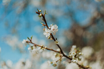 Cherry tree blossoms and branch