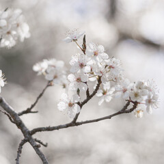 White cherry tree blossoms