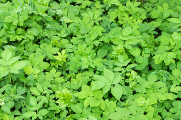 Fototapeta premium Ground elder (Aegopodium podagraria) runs riot. Use in kitchen as leaf vegetable.