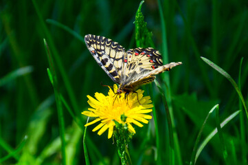 One beautiful light butterfly with gray, black, orange, red patterns with closed, folded wings sits on a blooming dandelion.A flying insect.