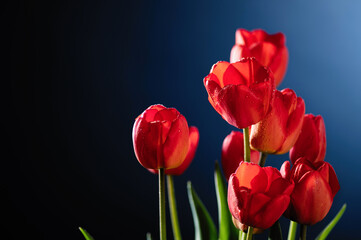 red tulips on blue background, empty space for text, frontal view