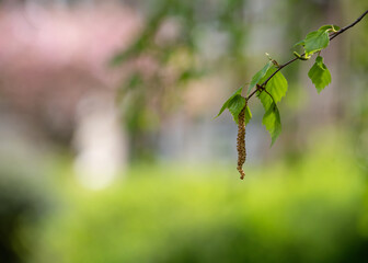 birch leaves against houses on a spring day