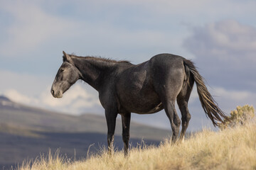 Wild Horse in the Utah desert