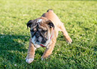 Fototapeta premium Puppy of Red English Bulldog with harness out for a walk walking on the green grass