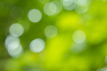 Fototapeta premium Green blur Bokeh, Abstract natural green bokeh background.