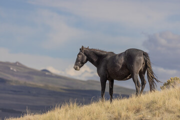 Fototapeta na wymiar Wild Horse in the Utah desert