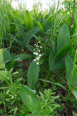 One beautiful lily of the valley in the forest. May spring flower with a few small white buds from the Red Book.A disappearing flower.The national flower of Finland.