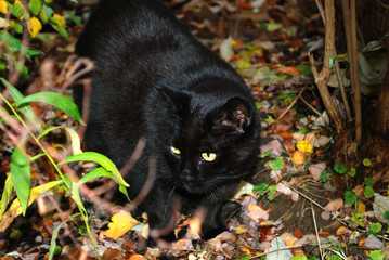 Eine schwarze Katze schleicht durch das Gebüsch.