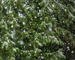 Snow falling in pine forest texture