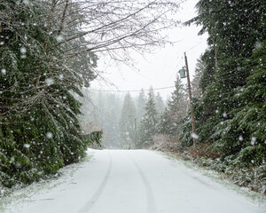 Heavy whiteout snow falling on rural road with pine trees