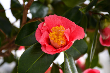 Chiswick House and gardens