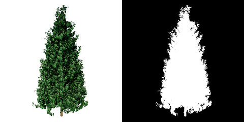 Front view of Plant (Dragon Lady Holly- 1) Tree png with alpha channel to cutout made with 3D render