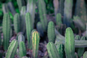 San Pedro cactus plant in nursery, blurred background