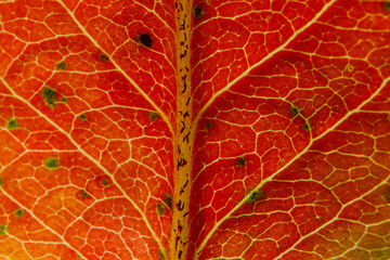 Obraz premium Closeup autumn fall extreme macro texture view of red orange wood sheet tree leaf. Inspirational nature october or september wallpaper background. Change of seasons concept. Close up selective focus
