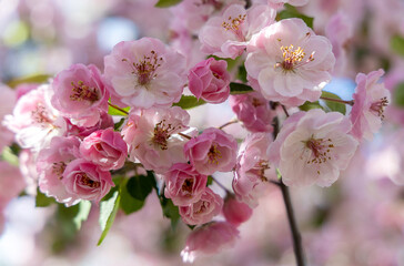 Obraz premium Delicate spring cherry blossom on a tree branch, closeup, selective focus