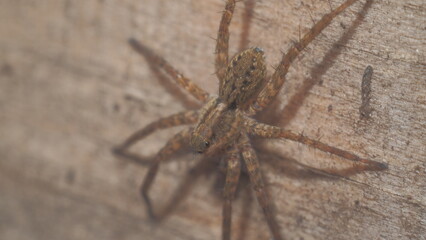 spider macro