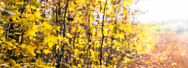 Autumn background with yellow maple leaves in the forest on the trees in sunny weather, panorama