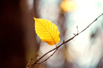Yellow autumn leaf in the forest on a tree in warm colors