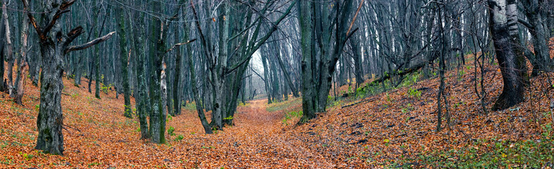 Panorama of autumn forest with fallen leaves. Autumn landscape with forest and road between trees