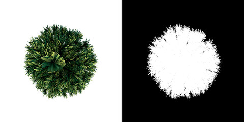 Top view of Plant (Fir Tree Prune Conifers- 1) Tree png with alpha channel to cutout made with 3D render