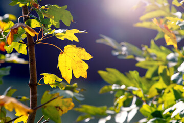 Colorful autumn leaves on a dark background in sunny weather