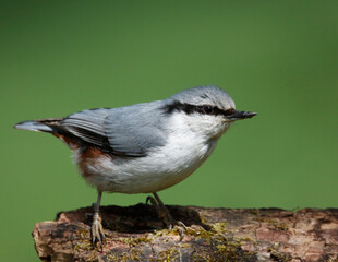 Eurasian nuthatch