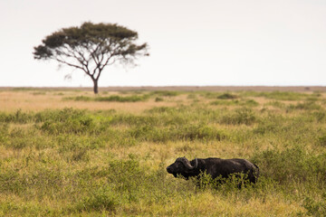 Fototapeta na wymiar Buffalo in the grass during safari in Serengeti National Park in Tanzani. Wilde nature of Africa. Beautiful single tree in background.
