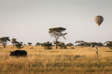 Buffalo in the grass during safari in Serengeti National Park in Tanzani with balloon in background. Wilde nature of Africa..