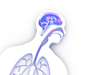 3D illustration of the anatomy of the human head and trachea. ORL. Flat graphic image with relief. Inside the nose, nostrils and lungs.