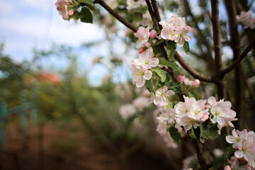 Inflorescence of pink apple flowers, In the spring garden