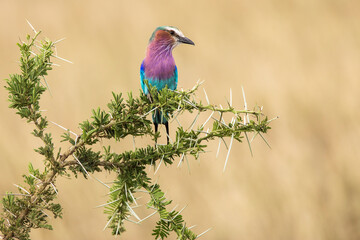 A colorful lilac-breasted roller sitting on tree during safari in Serengeti National Park,...