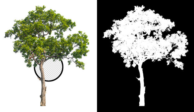 isolated tree on white background with clipping path